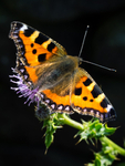 Small Tortoiseshell (02)
