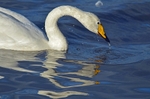 Whooper Swan