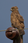Brown Snake-eagle portfolio