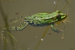 Marsh Frog