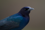 Grackle
