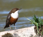 Dipper