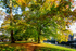 Autumn Totnes 3