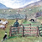 Sheep Gathering