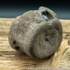 Sold vert194 Plesiosaur sp vertebrea