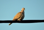 Collared Dove