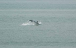 Bottlenose Dolphin