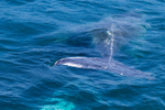 Whale Layers 0A3A6459