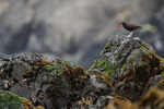 Blackish Oystercatcher perched atop rocks, Chile