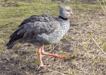 Crested Screamer 1