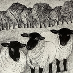 Sheep - pen and ink