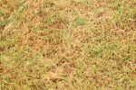 SBM_04159