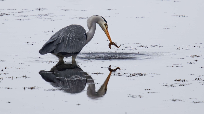 Grey Heron - Kildonan - Isle of Arran - Scotland