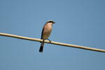 Red-backed Shrike