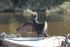 Cormorant 2