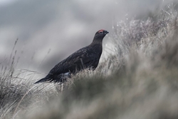 Red Grouse Jan 2018