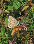 Adonis Blue