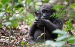 Baby gorilla three years old