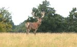 Red Deer