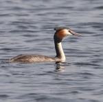 Great Crested Grebe