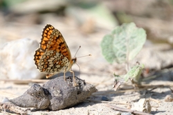 Knapweed Fritillary - Melitaea phoebe