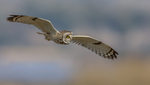 Short Eared Owl