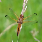 Scarce Chaser (Libellula fulva) F
