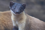 Yellow-throated Marten