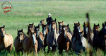 Bucking Horse Drive & Faces of CFD portfolio