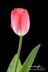 070420 -0336a
