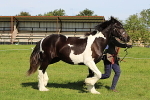 SIAL6173