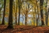 Autumn in Abbots  Wood