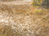 WINDSWEPT -  BRUCE COUNTY