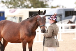 Class 413 - Best Condition - Adult portfolio