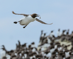 Guillemot with fish in flight, Farne Islands