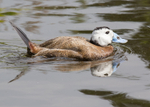 White-headed Duck 1