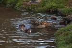 Eider ducks 2247