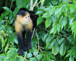 Capuchin monkey, Rio Chagres, Panama