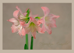 Hippeastrum 'Emanuelle' 1