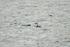 Red-throated Diver