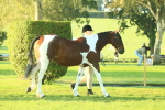 SBM_56781