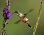 Magenta-throated Woodstar portfolio
