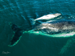 Humpback with white calf 4