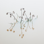 Thistles