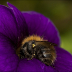 Busy Bee