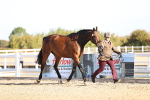 Class 401 - IH Veteran Horse portfolio