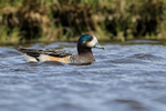Chiloe Wigeon portfolio