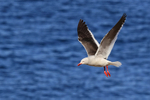 Dolphin Gull portfolio