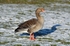 Greylag Goose