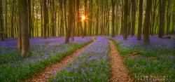 Bluebell Wood